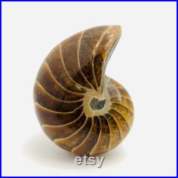 Nautile fossile, cabinet de curiosité, fossile, coquillage fossile, nautile fossilisé, ammonite, curiosité, fossile collection, oddities