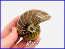 Nautile fossile, cabinet de curiosité, fossile, coquillage fossile, nautile fossilisé, ammonite, curiosité, fossile collection, oddities