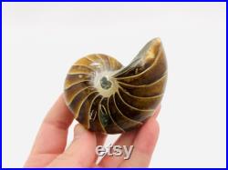 Nautile fossile, cabinet de curiosité, fossile, coquillage fossile, nautile fossilisé, ammonite, curiosité, fossile collection, oddities