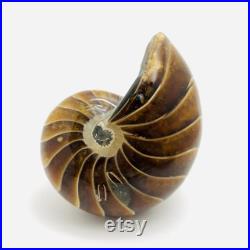 Nautile fossile, cabinet de curiosité, fossile, coquillage fossile, nautile fossilisé, ammonite, curiosité, fossile collection, oddities