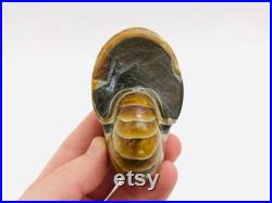 Nautile fossile, cabinet de curiosité, fossile, coquillage fossile, nautile fossilisé, ammonite, curiosité, fossile collection, oddities