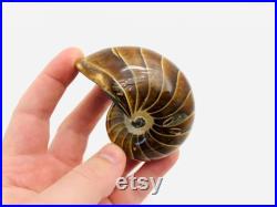 Nautile fossile, cabinet de curiosité, fossile, coquillage fossile, nautile fossilisé, ammonite, curiosité, fossile collection, oddities
