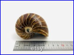 Nautile fossile, cabinet de curiosité, fossile, coquillage fossile, nautile fossilisé, ammonite, curiosité, fossile collection, oddities