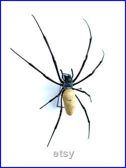 Nephila Vitiana Epinglée Qualité A1 Araignée Naturalisée Unique à l'Unité Spécimen Entomologie Cabinet De Curiosités Pour Décoration