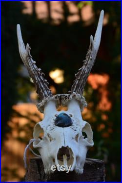 Noël Crâne de chevreuil sculpté avec vraie pierre labradoryt parfait cadeau de Noël sculpture de crâne faite sur commande