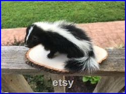 Nouveau, Taxidermie Very, NICE, Lifesize Baby Stripped SKUNK Mount Log Cabin Hunting Lodge Décor (Mephitis mephitis)