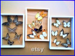 Nouveau mélange papillon cadre en verre Bois Insecte Décoration Maison Collection Ensemble Display