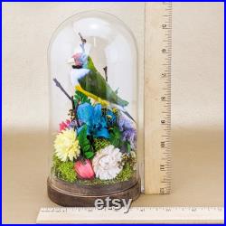 O25b Gouldian Finch Dôme en verre Taxidermie florale Curiosités Afficher style victorien décor de collection préservé spécimens d oiseaux