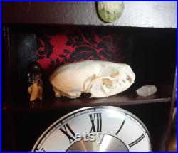 Oddities and Curiosities Curio Cabinet Display, Real Animal Bones and Skulls