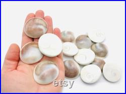 Oeil de shiva, opercule de coquillage, cabinet de curiosité, coquillage blanc, porte bonheur, bijoux, cabochon coquillage, bijoux Oeil de shiva, opercule de coquillage, cabinet de curiosité, coquillage blanc, porte bonheur, bijoux, cabochon coquillage, bijoux