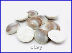 Oeil de shiva, opercule de coquillage, cabinet de curiosité, coquillage blanc, porte bonheur, bijoux, cabochon coquillage, bijoux Oeil de shiva, opercule de coquillage, cabinet de curiosité, coquillage blanc, porte bonheur, bijoux, cabochon coquillage, bijoux