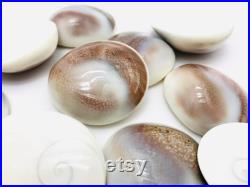 Oeil de shiva, opercule de coquillage, cabinet de curiosité, coquillage blanc, porte bonheur, bijoux, cabochon coquillage, bijoux Oeil de shiva, opercule de coquillage, cabinet de curiosité, coquillage blanc, porte bonheur, bijoux, cabochon coquillage, bijoux