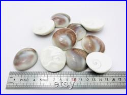 Oeil de shiva, opercule de coquillage, cabinet de curiosité, coquillage blanc, porte bonheur, bijoux, cabochon coquillage, bijoux Oeil de shiva, opercule de coquillage, cabinet de curiosité, coquillage blanc, porte bonheur, bijoux, cabochon coquillage, bijoux