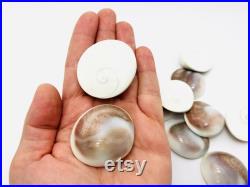 Oeil de shiva, opercule de coquillage, cabinet de curiosité, coquillage blanc, porte bonheur, bijoux, cabochon coquillage, bijoux Oeil de shiva, opercule de coquillage, cabinet de curiosité, coquillage blanc, porte bonheur, bijoux, cabochon coquillage, bijoux