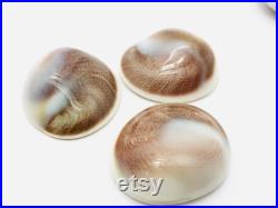 Oeil de shiva, opercule de coquillage, cabinet de curiosité, coquillage blanc, porte bonheur, bijoux, cabochon coquillage, bijoux Oeil de shiva, opercule de coquillage, cabinet de curiosité, coquillage blanc, porte bonheur, bijoux, cabochon coquillage, bijoux