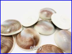 Oeil de shiva, opercule de coquillage, cabinet de curiosité, coquillage blanc, porte bonheur, bijoux, cabochon coquillage, bijoux Oeil de shiva, opercule de coquillage, cabinet de curiosité, coquillage blanc, porte bonheur, bijoux, cabochon coquillage, bijoux