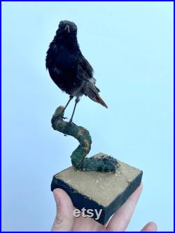 Oiseau taxidermique, Black Redstart