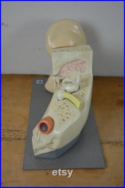 Oreille humaine HUGE Anatomy modèle original vintage années 1950 Hygienemuseum école allemande d éducation médicale entendre oddity objet antique bizarre années 50