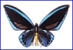 Ornithoptera priamus urvillianus, vrai papillon, papillon fixe. Rare
