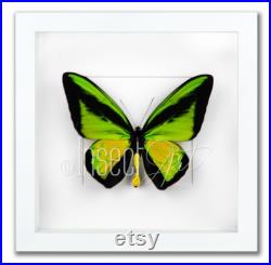 Ornithoptera procus, véritable papillon encadré dans le cadre en bois 25x25