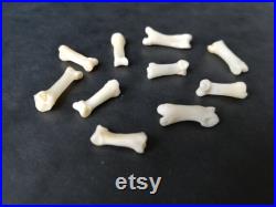 Os de phalanges de renard