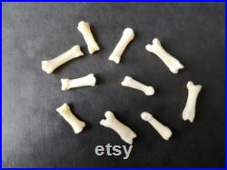 Os de phalanges de renard