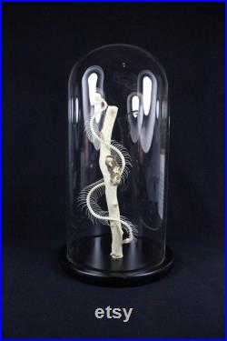 Os de serpent squelette de serpent réel monté dans un dôme de verre