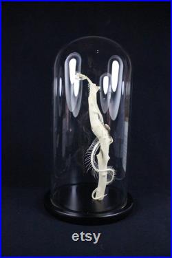 Os de serpent squelette de serpent réel monté dans un dôme de verre