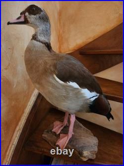 Ouette d Egypte taxidermie