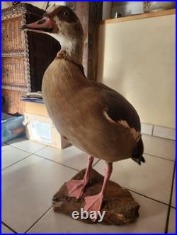 Ouette d Egypte taxidermie