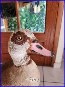 Ouette d Egypte taxidermie