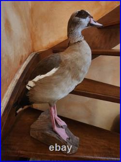 Ouette d Egypte taxidermie