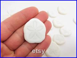 Oursin blanc, test oursin, dollar des sables, oursin pancake, petit oursin, oursin plat, cabinet de curiosité, coquillage blanc, oddities