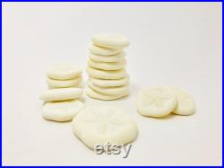 Oursin blanc, test oursin, dollar des sables, oursin pancake, petit oursin, oursin plat, cabinet de curiosité, coquillage blanc, oddities