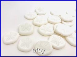 Oursin blanc, test oursin, dollar des sables, oursin pancake, petit oursin, oursin plat, cabinet de curiosité, coquillage blanc, oddities