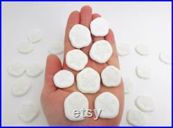 Oursin blanc, test oursin, dollar des sables, oursin pancake, petit oursin, oursin plat, cabinet de curiosité, coquillage blanc, oddities