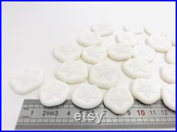 Oursin blanc, test oursin, dollar des sables, oursin pancake, petit oursin, oursin plat, cabinet de curiosité, coquillage blanc, oddities