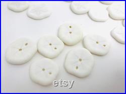 Oursin blanc, test oursin, dollar des sables, oursin pancake, petit oursin, oursin plat, cabinet de curiosité, coquillage blanc, oddities