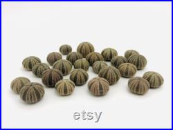 Oursin, mespilia globulus, test oursin, cabinet de curiosité, petit oursin, squelette oursin, coquillage, taxidermie, oursin noir
