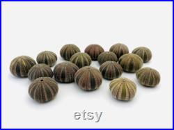 Oursin, mespilia globulus, test oursin, cabinet de curiosité, petit oursin, squelette oursin, coquillage, taxidermie, oursin noir