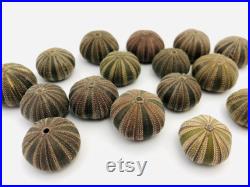 Oursin, mespilia globulus, test oursin, cabinet de curiosité, petit oursin, squelette oursin, coquillage, taxidermie, oursin noir