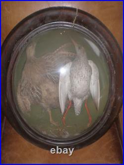 Paire D Oiseau Taxidermie Ancien Cabinet De Curiosite XIX Eme Cadre Verre Bombe