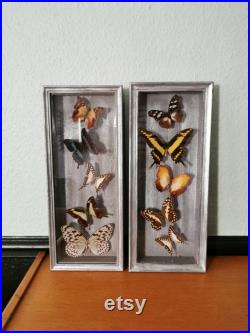 Paire de cadres papillons naturalisés 1970,taxidermie, cabinet de curiosité , vintage french butterfly taxidermy entomology
