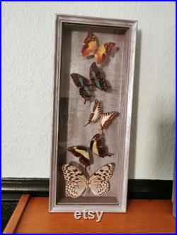 Paire de cadres papillons naturalisés 1970,taxidermie, cabinet de curiosité , vintage french butterfly taxidermy entomology