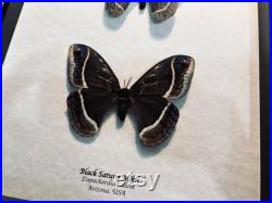 Paire de papillons de nuit Saturne noirs, Eupackardia calleta, de l Arizona, montés et encadrés dans une boîte d ombre noire