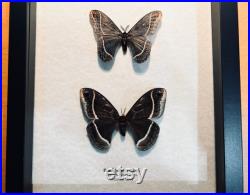 Paire de papillons de nuit Saturne noirs, Eupackardia calleta, de l Arizona, montés et encadrés dans une boîte d ombre noire
