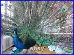 Paon empaillé en roue 230 cm Taxidermie ancienne Antique Taxidermy Peacock