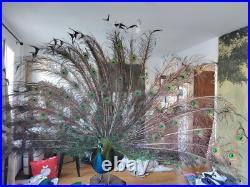 Paon empaillé en roue 230 cm Taxidermie ancienne Antique Taxidermy Peacock