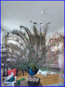 Paon empaillé en roue 230 cm Taxidermie ancienne Antique Taxidermy Peacock
