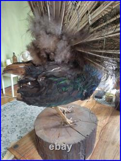 Paon empaillé en roue 230 cm Taxidermie ancienne Antique Taxidermy Peacock